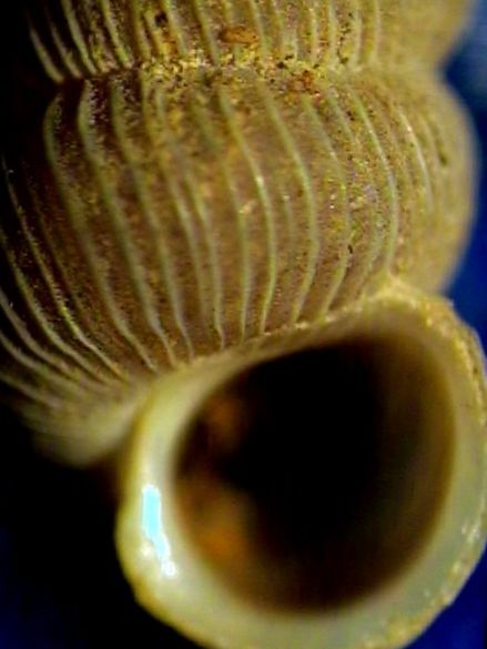 Cochlostoma montanum cassiniacum (Saint Simon in Paulucci)